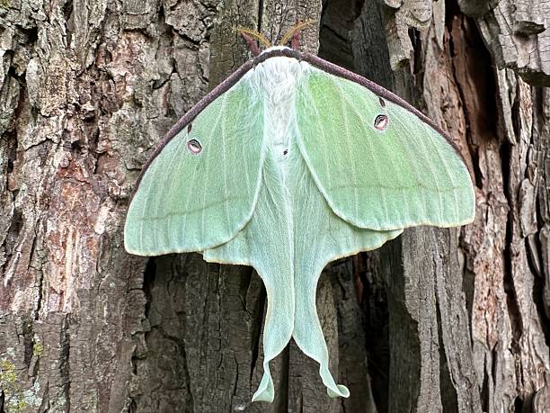 istock Green Luna Moth resting on textured bark 2238761450