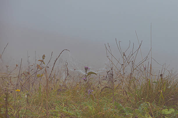 Foggy landscape. Tall grass and wild plants are visible, creating a serene and mysterious atmosphere