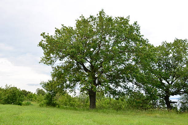 Majestic Oak Trees in a Lush Green Meadow under a Cloudy Sky