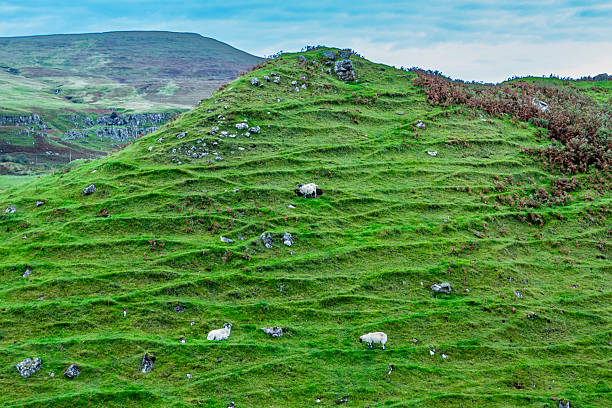 Fairy Glen Isle of Skye Sheep on a Hill