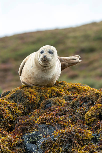 istock Happy Seal Isle of Skye Scotland 2238761944