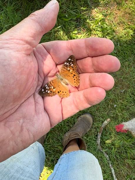 istock A Hackberry Emperor Butterfly  ding held in a human hand. 2238762528