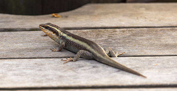 istock African striped skink - Trachylepis striata 2238763065