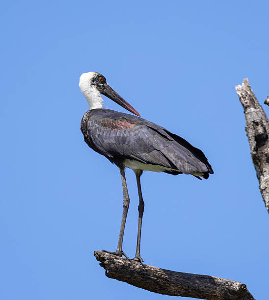 istock African woolly-necked stork - Ciconia microscelis 2238763078