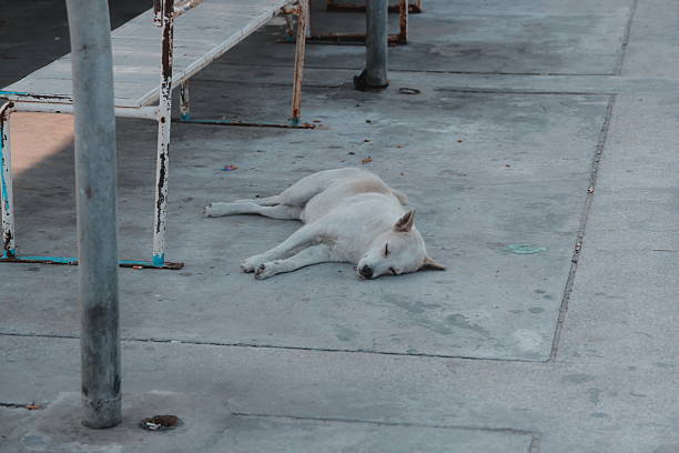 In a bustling city, a peaceful dog relaxes on the sidewalk, enjoying the lively atmosphere around it