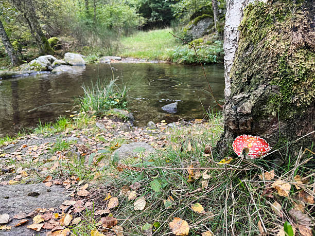 istock Fly agaric mushroom growing in woodland by a stream 2238766622