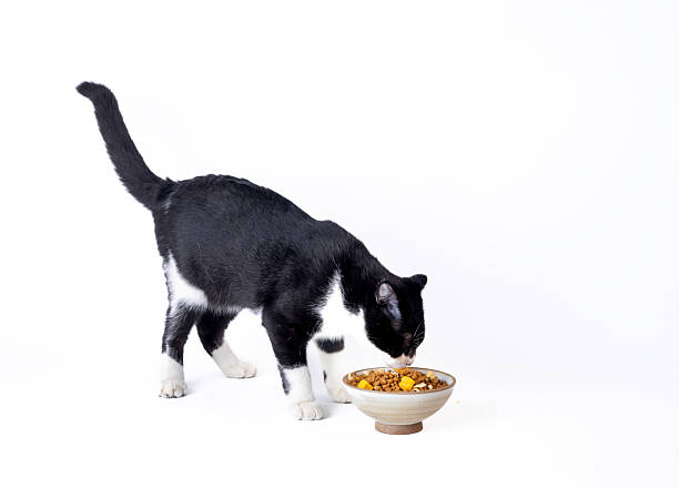 istock A black and white British shorthair cat 2238767436