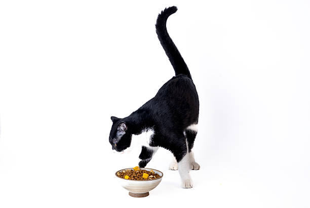 istock A black and white British shorthair cat 2238767457