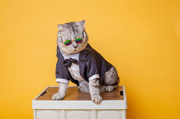 A short-haired American cat in a suit, shot in a studio, with a yellow background.