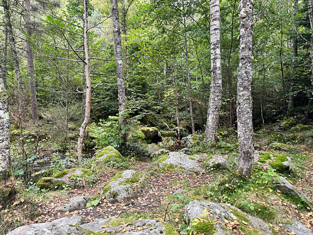 A forest floor covered in rocks and scattered autumn leaves, with a variety of trees and lush green undergrowth. The ground is uneven, with many large rocks covered in moss. In the foreground, there are several large, mossy boulders. The trees vary in type, with some having light-coloured, peeling bark and others having darker, more textured bark.