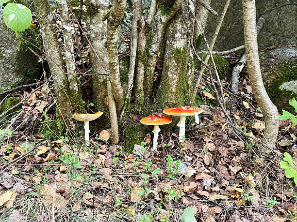 Amanita muscaria growing at the base of a tree in a forest in the Pyrenees in France