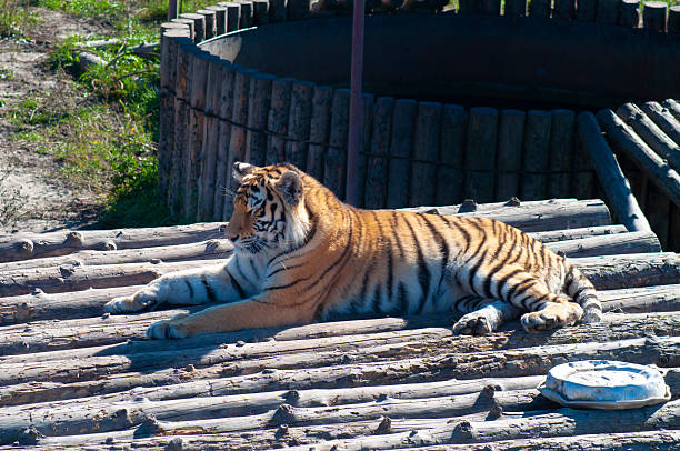 Forceful large siberian tiger walking on the rock with green area in his cage at the zoo like jungle forest wilderness wildlife nature background.