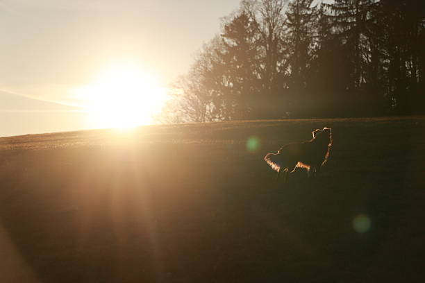 Dog is running in a field with the sun shining on it. The sun is setting and the sky is a mix of orange and pink