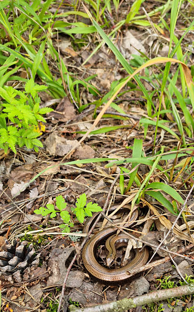 istock Copperhead snake on the grass in the forest in spring. Selective focus. 2238771979