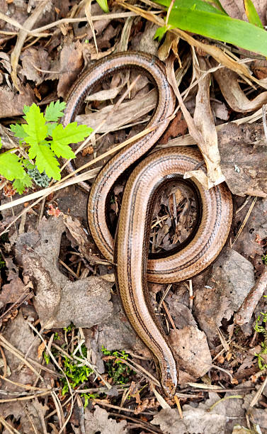 istock Copperhead snake on the grass in the forest in spring. Selective focus. 2238773870