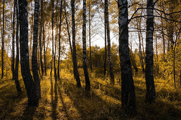 Uppsala, Sweden A stand of birch trees during a winter sunset.