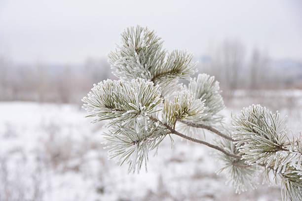 Frost-Covered Pine Branch in Winter Landscape