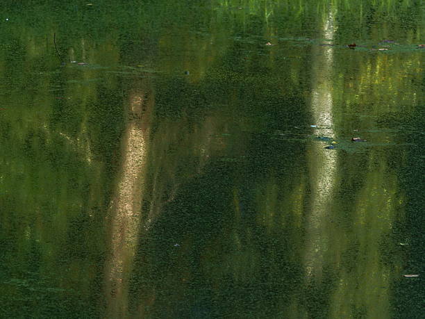 istock Reflections in the pond, Rambouillet, Yvelines 2238778328