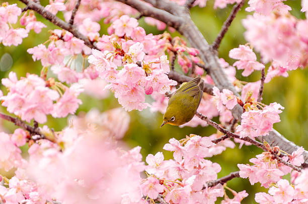 istock Japanese White-eye Feeding on Cherry Blossoms 2238779595