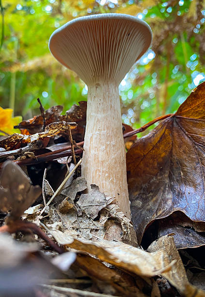 istock Mushroom with delicate gills sprouting from leaf litter forest floor 2238779624