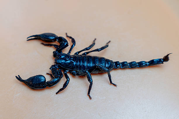 Scorpion isolated on orange background top view , mud scorpion close up.