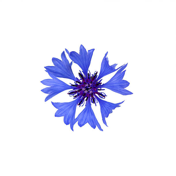 istock Close up of blue cornflower flower isolated on white. 2238780152