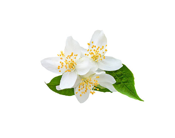 istock Jasmine flower with leaves  isolated 2238780154