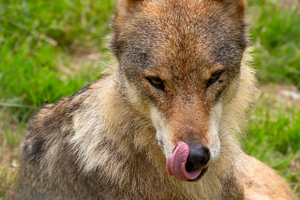 istock Wolf licking his mouth with his tongue 2238780853