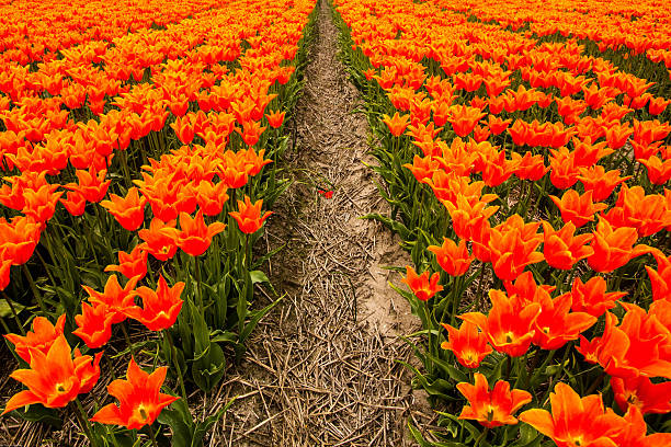 Full bloom tulips in the daytime