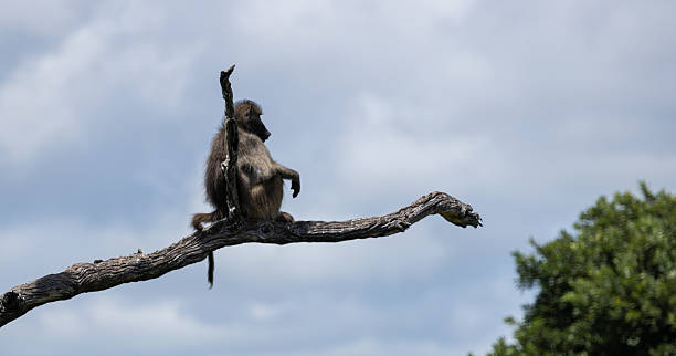 istock Chacma Baboon - Papio ursinus 2238781307