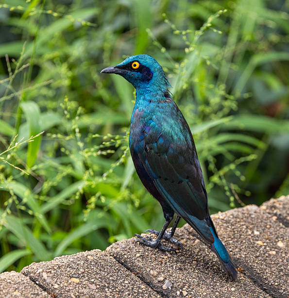 istock Cape starling - Lamprotornis nitens 2238781310