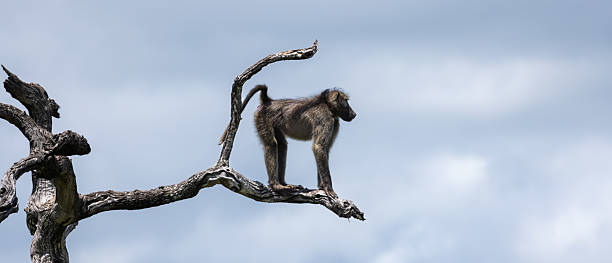 istock Chacma Baboon - Papio ursinus 2238781312