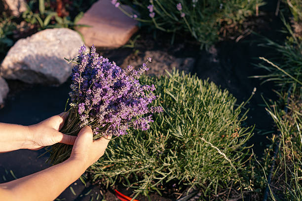 istock gardener cutting lavender in the garden 2238781798