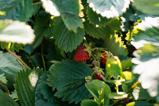 istock the red berry strawberries in the garden 2238782002
