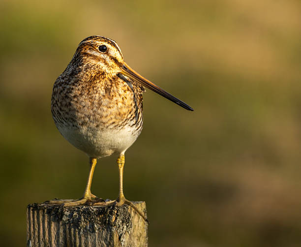 istock Common snipe- Gallinago gallinago 2238783494