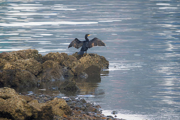 Cormorant perched on the rocks with its wings outstretched