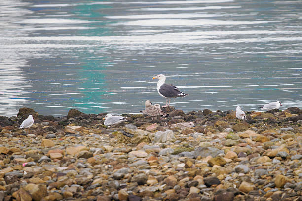 A group of seagulls perched on the coast