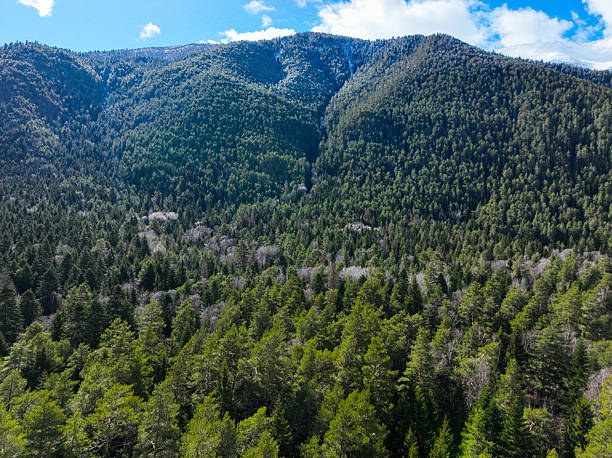 istock Contrast between light green and dark green layers of dense mountain forest 2238786936
