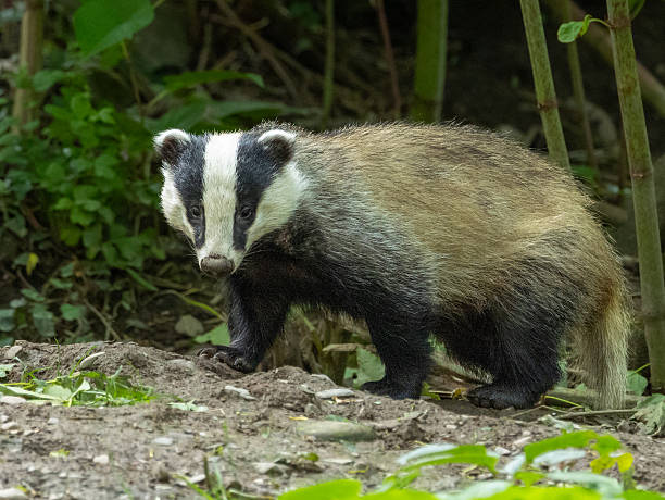 istock European badger - Meles meles 2238787268