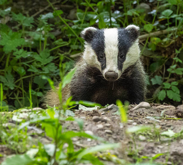 istock European badger - Meles meles 2238787276