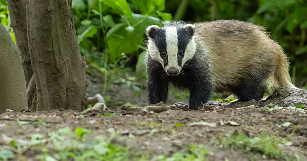 istock European badger - Meles meles 2238787280