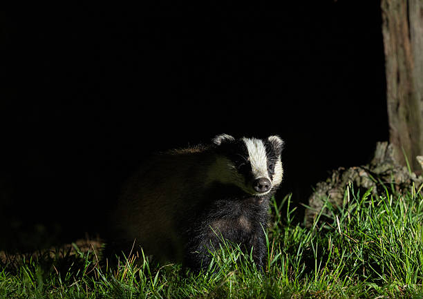 istock European badger - Meles meles 2238787308