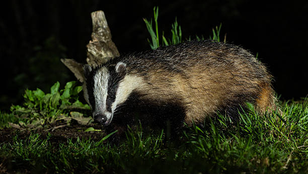 istock European badger - Meles meles 2238787310
