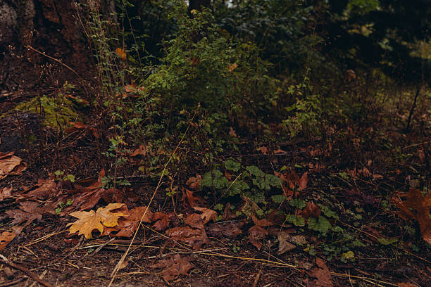 An early autumn day in a natural forest park in Portland Oregon. Trees, dirt foot paths, and plants - no people.