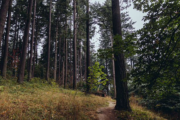 An early autumn day in a natural forest park in Portland Oregon. Trees, dirt foot paths, and plants - no people.