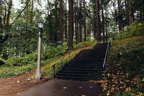 An early autumn day in a natural forest park in Portland Oregon. Trees, dirt foot paths, and plants - no people.