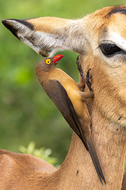 istock Red-billed oxpecker- Buphagus erythrorynchus 2238788961