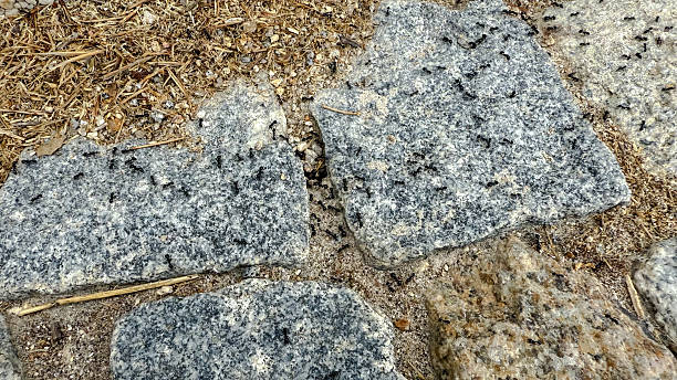 Ants entering and leaving an anthill