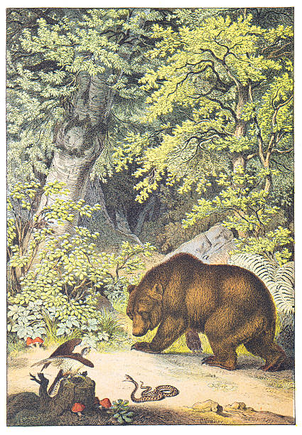 istock Brown Bear, Harrier and Viper in the Forest of Central Europe hand colored engraving 1876 2238789395