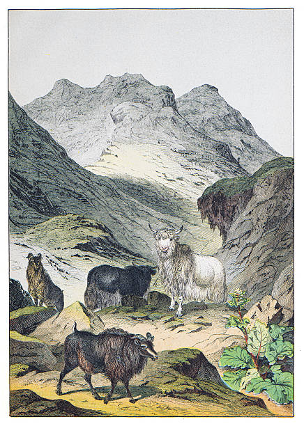 Hand colored engraving - Instructive Recreations for Youth. III. Series. Third Edition. Esslingen. J. F. Schreiber. 1876.